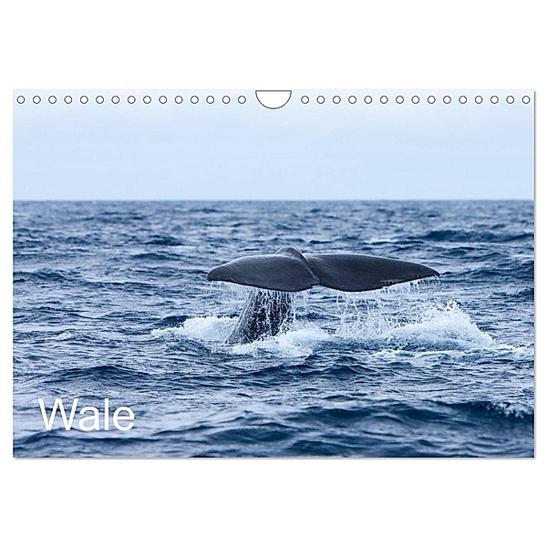 Wale (Wandkalender 2024 DIN A4 quer), CALVENDO Monatskalender, Helmut Gulbins