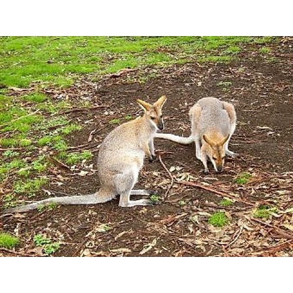 Wallaby - 100 Teile (Puzzle)