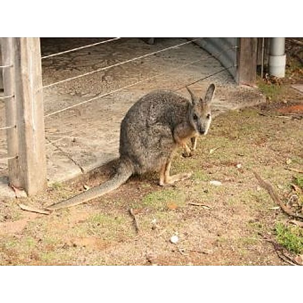 Wallaby - 2.000 Teile (Puzzle)