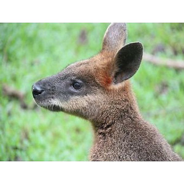 Wallaby - 200 Teile (Puzzle)