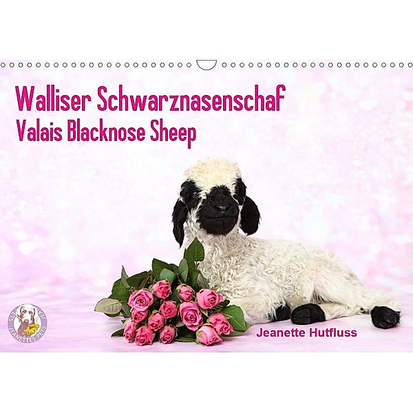 Walliser Schwarznasenschaf Valais Blacknose Sheep (Wandkalender 2021 DIN A3 quer), Jeanette Hutfluss