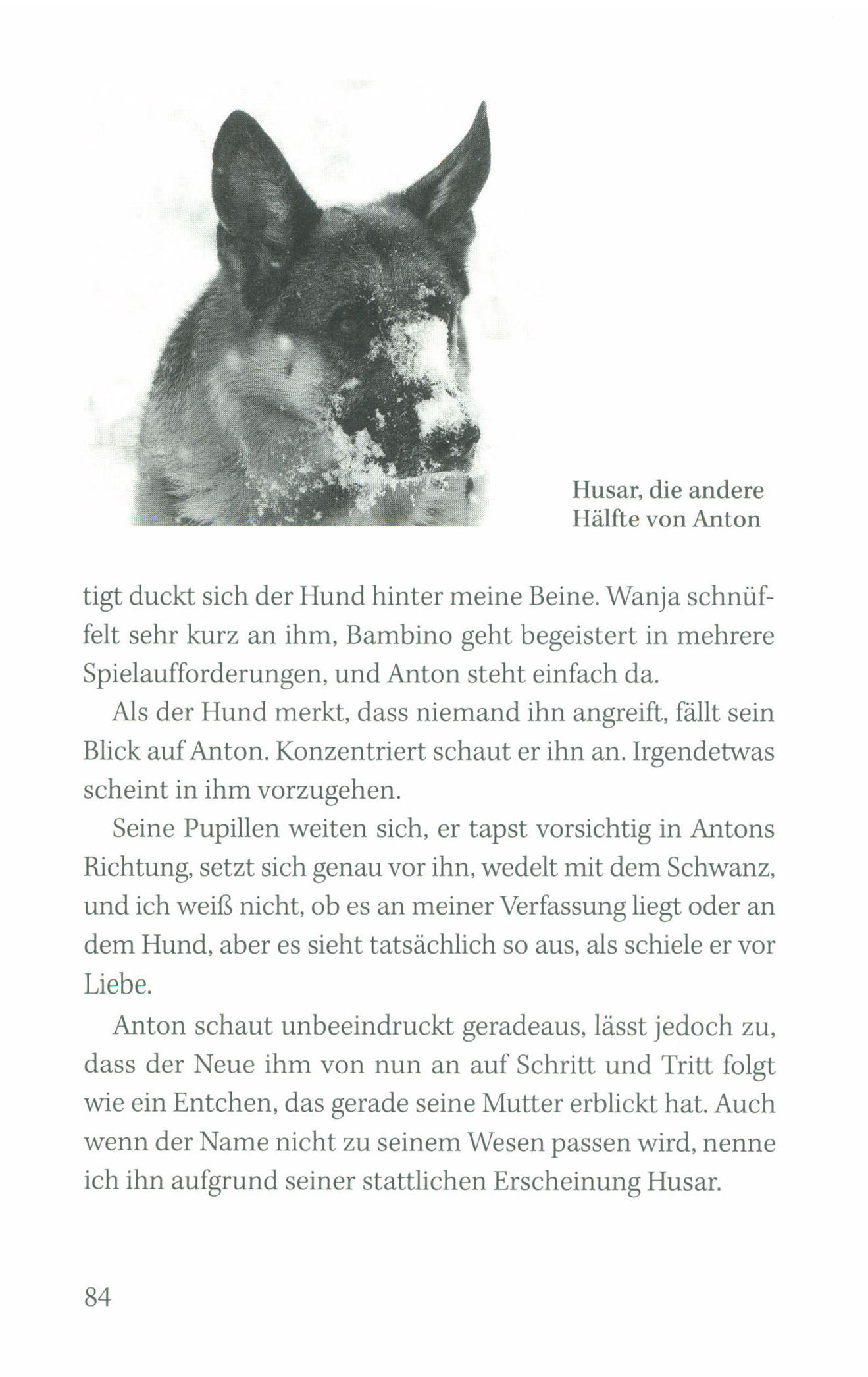 Wanja und die wilden Hunde Buch bei Weltbild.ch online bestellen