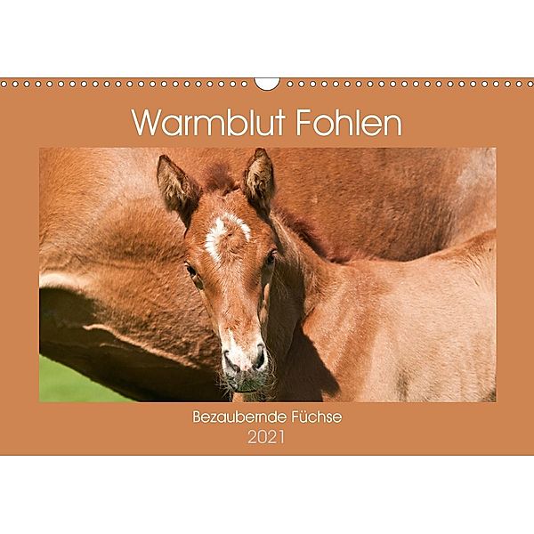 Warmblut Fohlen - Bezaubernde Füchse (Wandkalender 2021 DIN A3 quer), Meike Bölts