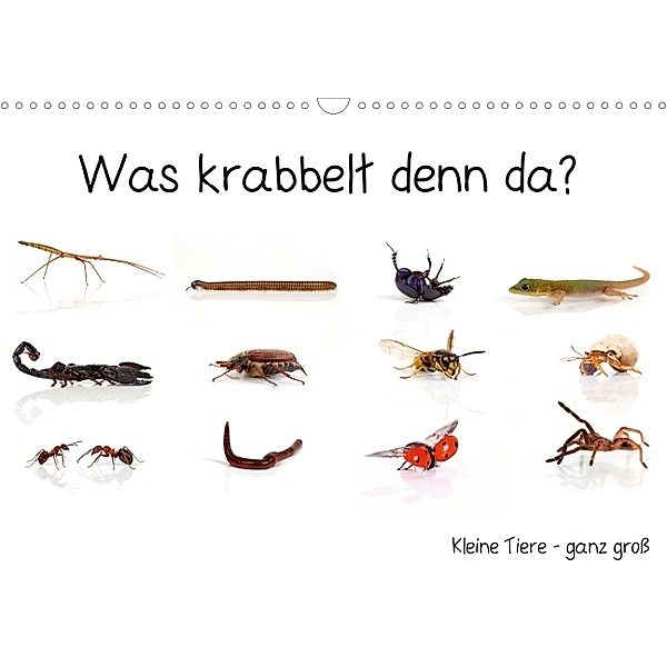 Was krabbelt denn da? (Wandkalender 2014 DIN A4 quer), Klaus Eppele