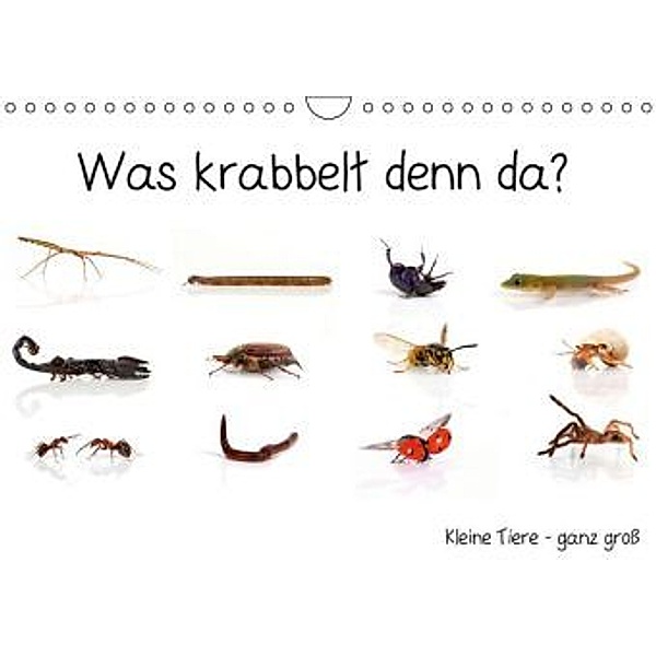 Was krabbelt denn da? (Wandkalender 2015 DIN A4 quer), Klaus Eppele