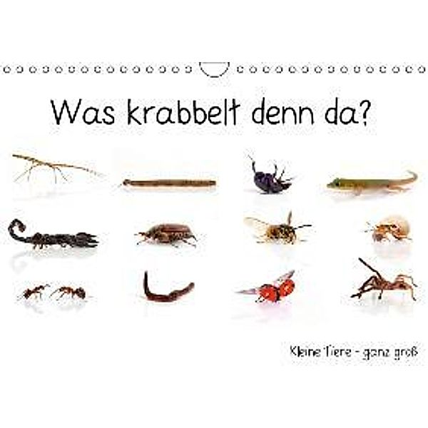 Was krabbelt denn da? (Wandkalender 2016 DIN A4 quer), Klaus Eppele