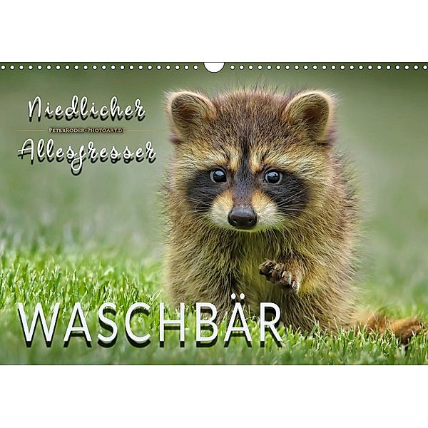 Waschbär - Niedlicher Allesfresser (Wandkalender 2020 DIN A3 quer), Peter Roder