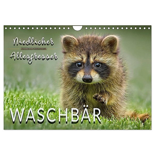 Waschbär - Niedlicher Allesfresser (Wandkalender 2024 DIN A4 quer), CALVENDO Monatskalender, Peter Roder