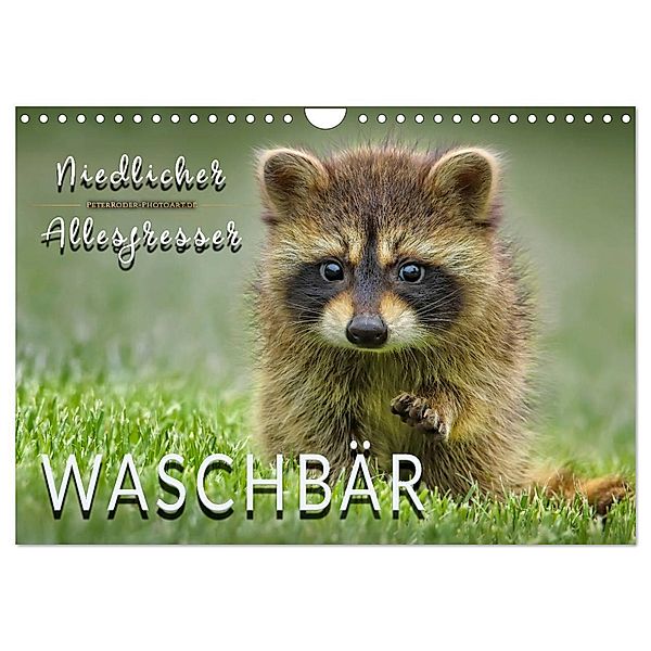Waschbär - Niedlicher Allesfresser (Wandkalender 2025 DIN A4 quer), CALVENDO Monatskalender, Calvendo, Peter Roder