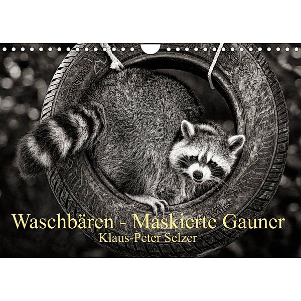 Waschbären - Maskierte Gauner (Wandkalender 2023 DIN A4 quer), Klaus-Peter Selzer