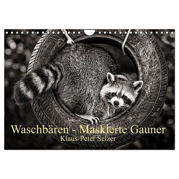 Waschbären - Maskierte Gauner (Wandkalender 2024 DIN A4 quer), CALVENDO Monatskalender, Klaus-Peter Selzer