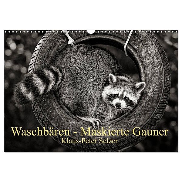 Waschbären - Maskierte Gauner (Wandkalender 2024 DIN A3 quer), CALVENDO Monatskalender, Klaus-Peter Selzer