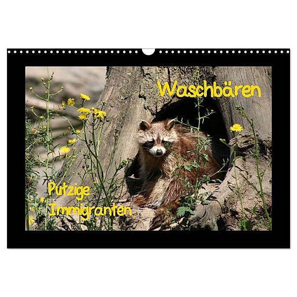 Waschbären (Wandkalender 2024 DIN A3 quer), CALVENDO Monatskalender, Antje Lindert-Rottke