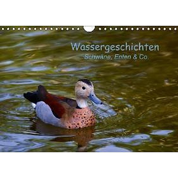 Wassergeschichten - Schwäne, Enten & Co. (Wandkalender immerwährend DIN A4 quer), Ursula Di Chito