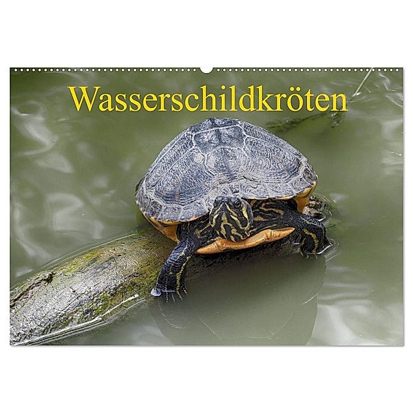 Wasserschildkröten (Wandkalender 2024 DIN A2 quer), CALVENDO Monatskalender, Klaudia Kretschmann