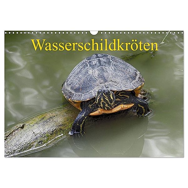 Wasserschildkröten (Wandkalender 2024 DIN A3 quer), CALVENDO Monatskalender, Klaudia Kretschmann