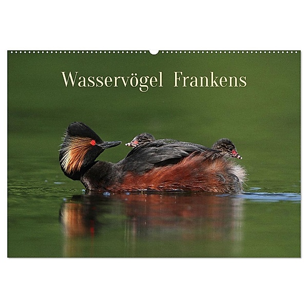 Wasservögel Frankens (Wandkalender 2024 DIN A2 quer), CALVENDO Monatskalender, Calvendo, Günter Bachmeier