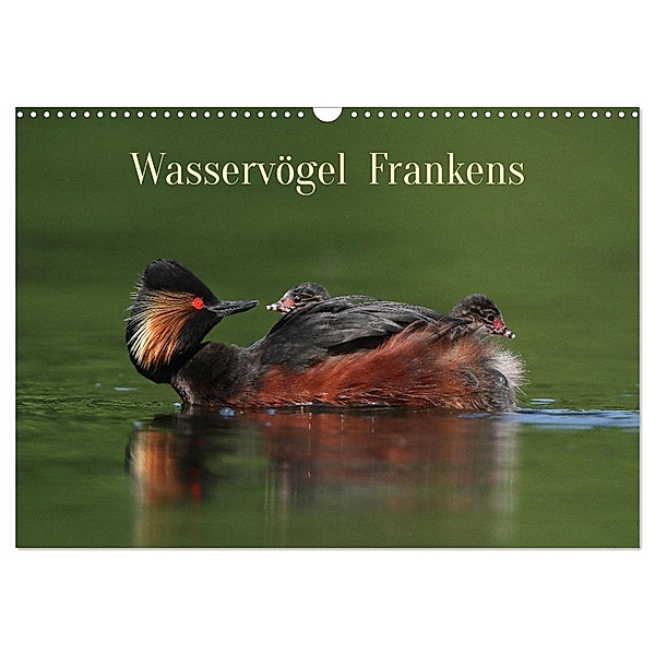 Wasservögel Frankens (Wandkalender 2024 DIN A3 quer), CALVENDO Monatskalender, Calvendo, Günter Bachmeier