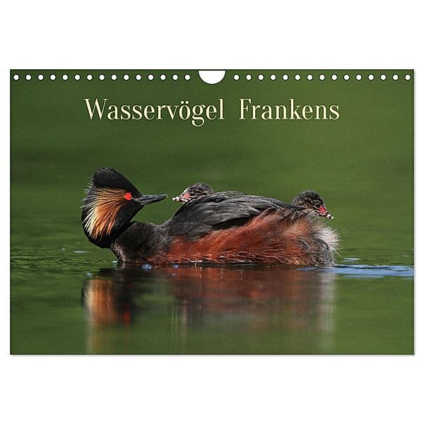 Wasservögel Frankens (Wandkalender 2025 DIN A4 quer), CALVENDO Monatskalender, Calvendo, Günter Bachmeier