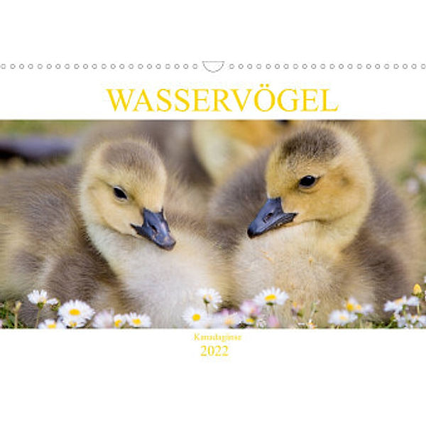 Wasservögel - Kanadagänse (Wandkalender 2022 DIN A3 quer), pixs:sell