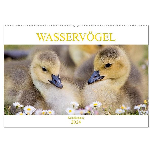 Wasservögel - Kanadagänse (Wandkalender 2024 DIN A2 quer), CALVENDO Monatskalender, pixs:sell