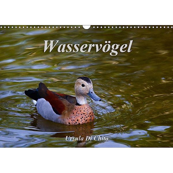 Wasservögel (Wandkalender 2021 DIN A3 quer), Ursula Di Chito