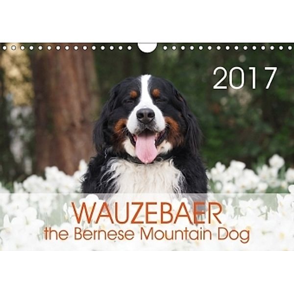 WAUZEBAER the Bernese Mountain Dog (Wall Calendar 2017 DIN A4 Landscape), Sonja Brenner