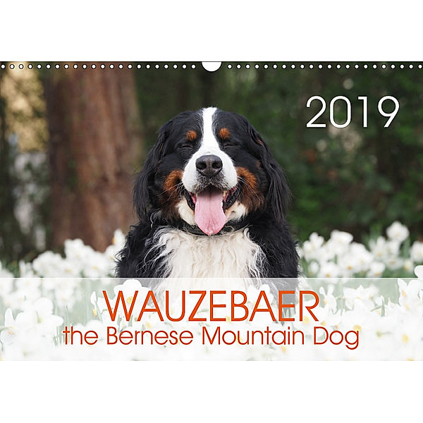 WAUZEBAER the Bernese Mountain Dog (Wall Calendar 2019 DIN A3 Landscape), Sonja Brenner