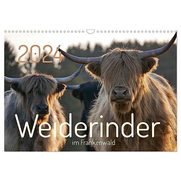 Weiderinder im Frankenwald (Wandkalender 2024 DIN A3 quer), CALVENDO Monatskalender, Cordula Kelle-Dingel