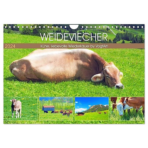 Weideviecher, Kühe liebevolle Wiederkäuer (Wandkalender 2024 DIN A4 quer), CALVENDO Monatskalender, VogtArt