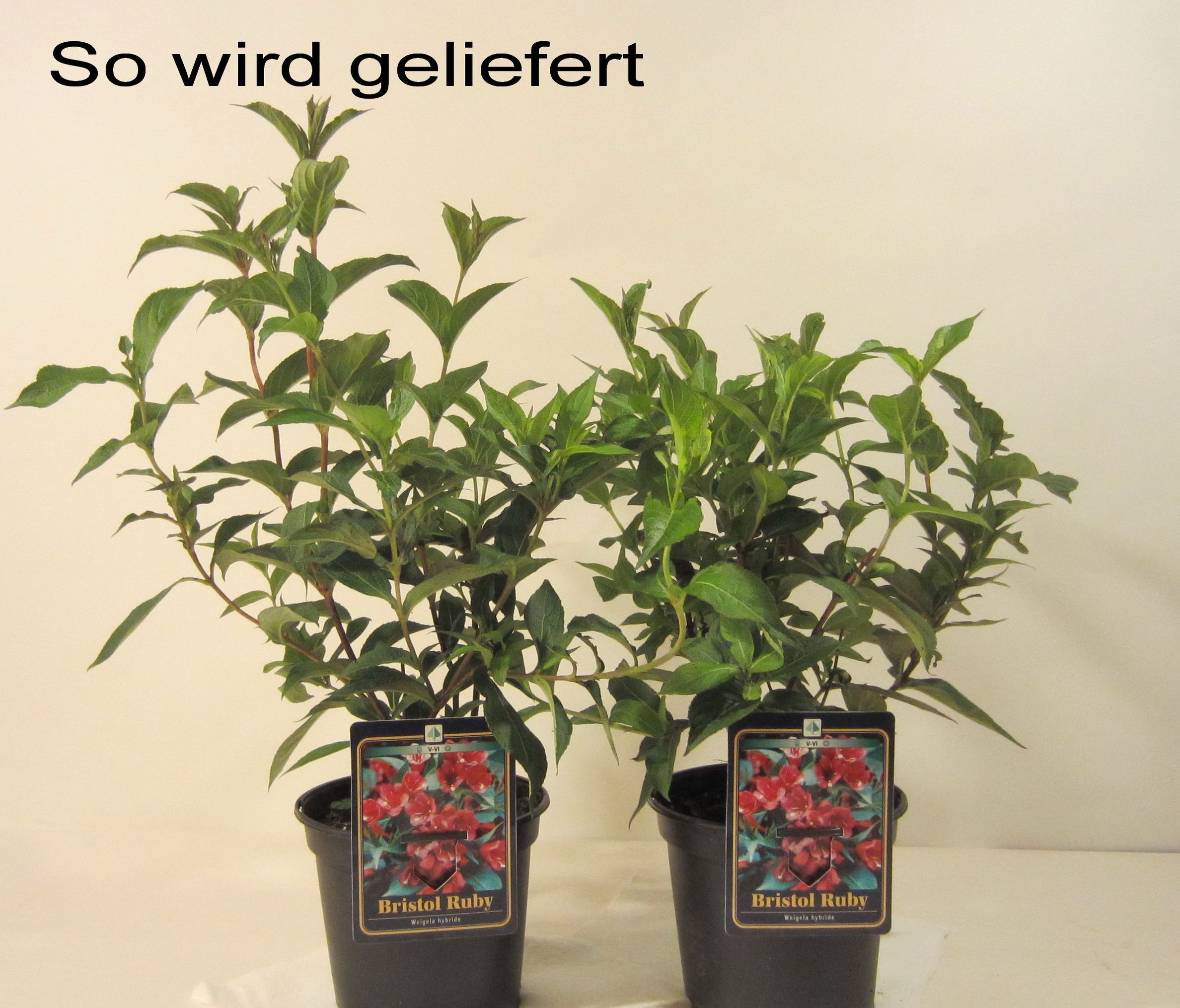 Weigelie Bristol Ruby®, rot blühend, 1 Strauch | Gehölze