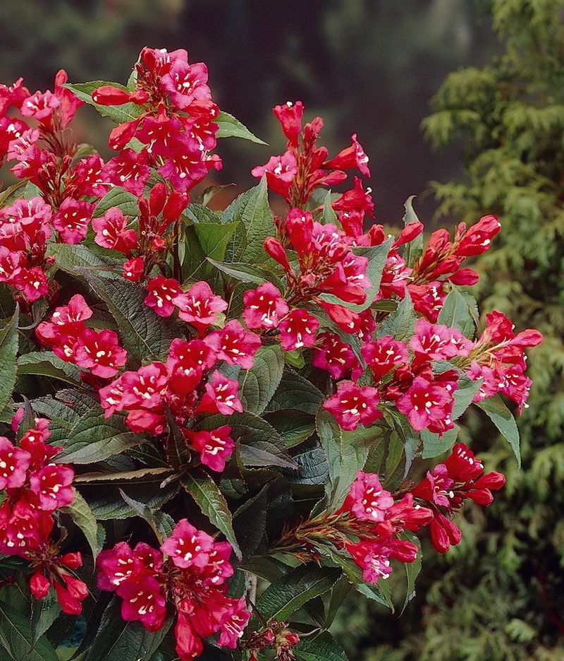 Kundenbetreuung Weigelie Bristol Ruby®, rot blühend, 1 Strauch