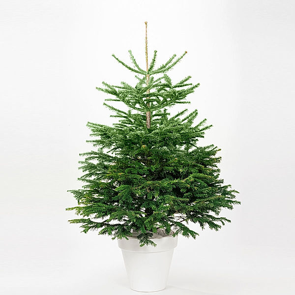 Weihnachtsbaum Nordmanntanne 150-175 cm, frisch geschlagen