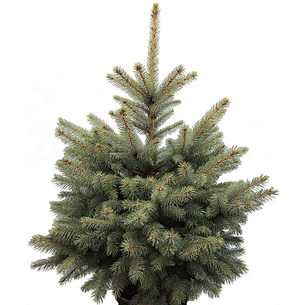Weihnachtsbaum Omorika-Fichte, 60 - 80 cm, 21 cm  Topf
