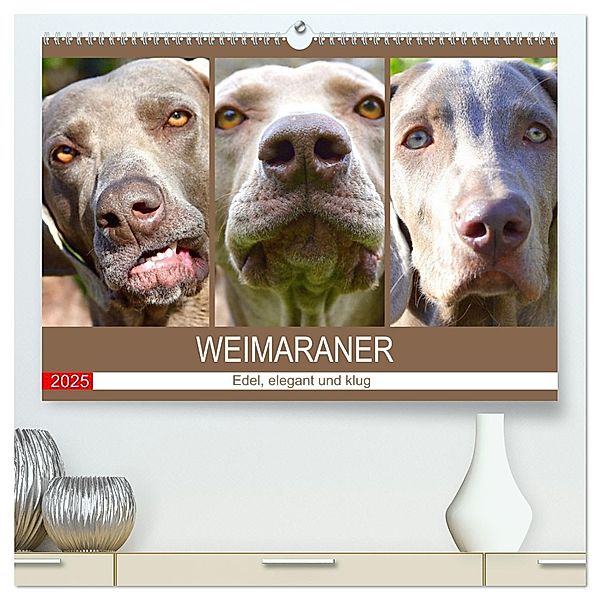 Weimaraner. Edel, elegant und klug (hochwertiger Premium Wandkalender 2025 DIN A2 quer), Kunstdruck in Hochglanz, Calvendo, Rose Hurley