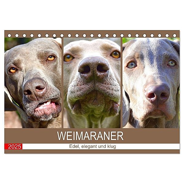 Weimaraner. Edel, elegant und klug (Tischkalender 2025 DIN A5 quer), CALVENDO Monatskalender, Calvendo, Rose Hurley