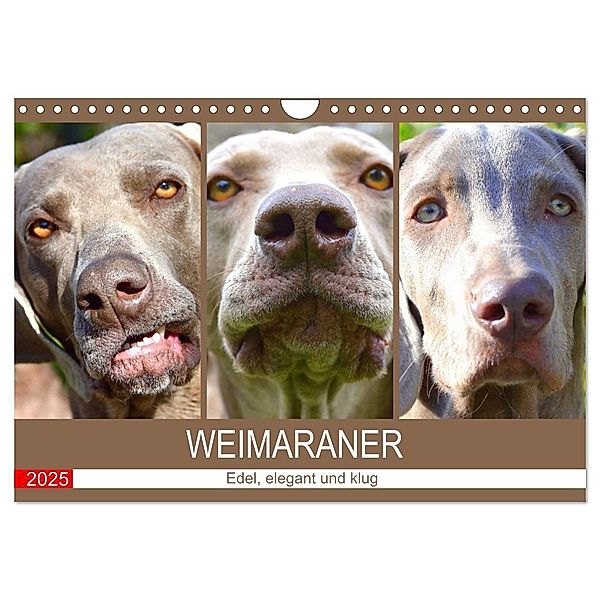 Weimaraner. Edel, elegant und klug (Wandkalender 2025 DIN A4 quer), CALVENDO Monatskalender, Calvendo, Rose Hurley