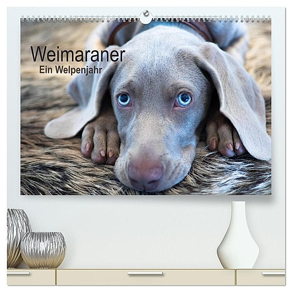 Weimaraner - Ein Welpenjahr (hochwertiger Premium Wandkalender 2025 DIN A2 quer), Kunstdruck in Hochglanz, Calvendo, Ira Kaltenegger