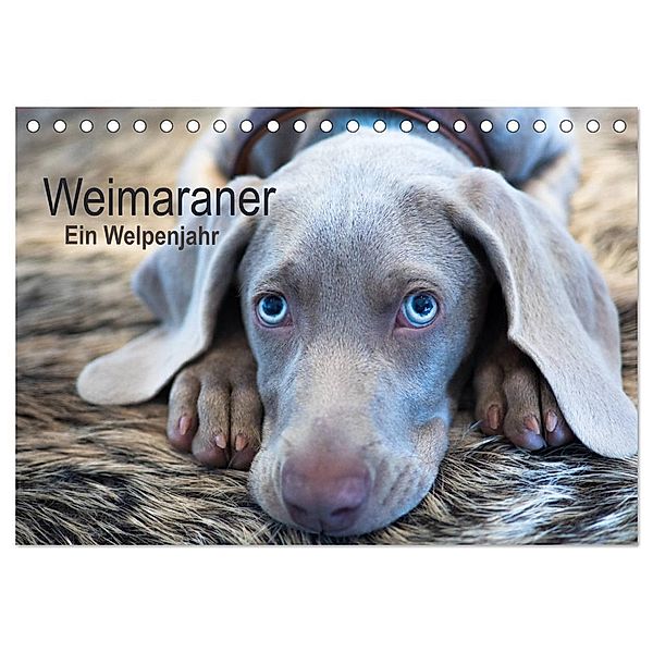 Weimaraner - Ein Welpenjahr (Tischkalender 2024 DIN A5 quer), CALVENDO Monatskalender, Ira Kaltenegger