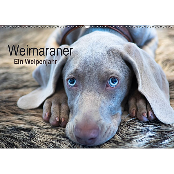 Weimaraner - Ein Welpenjahr (Wandkalender 2019 DIN A2 quer), Ira Kaltenegger