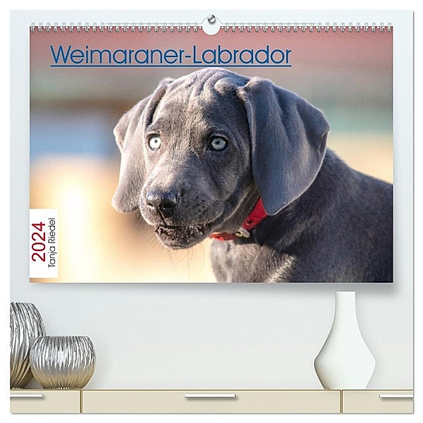 Weimaraner-Labrador (hochwertiger Premium Wandkalender 2024 DIN A2 quer), Kunstdruck in Hochglanz, Tanja Riedel