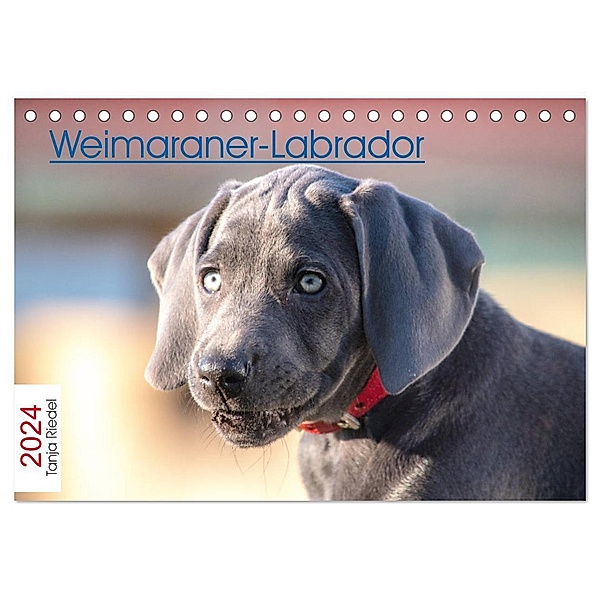 Weimaraner-Labrador (Tischkalender 2024 DIN A5 quer), CALVENDO Monatskalender, Tanja Riedel
