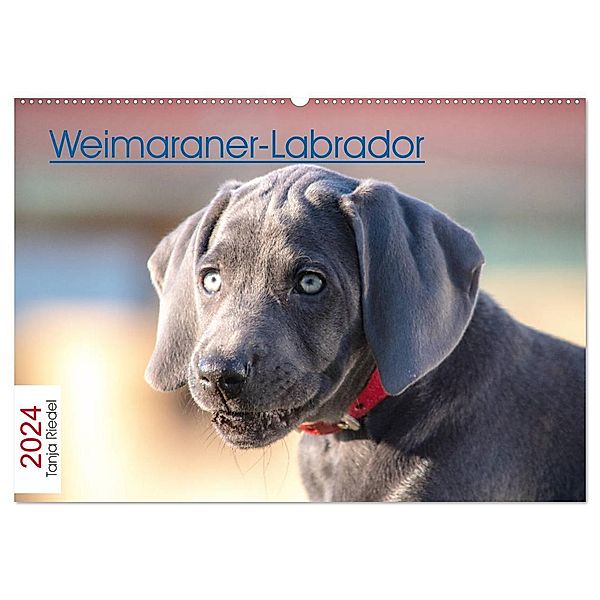 Weimaraner-Labrador (Wandkalender 2024 DIN A2 quer), CALVENDO Monatskalender, Tanja Riedel