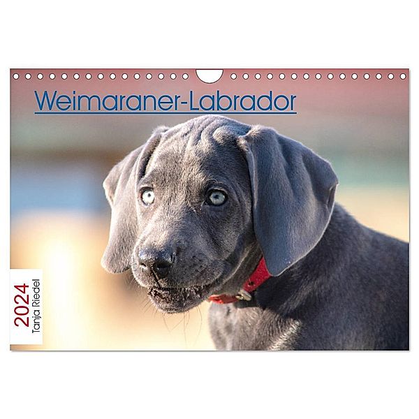 Weimaraner-Labrador (Wandkalender 2024 DIN A4 quer), CALVENDO Monatskalender, Tanja Riedel
