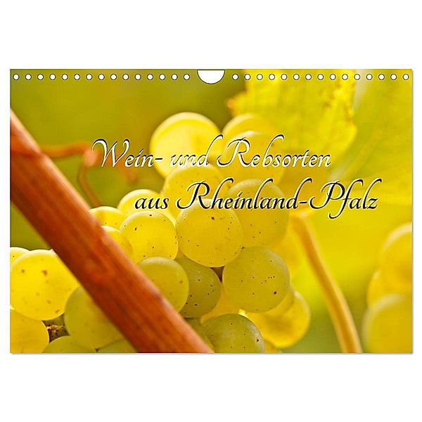 Wein- und Rebsorten aus Rheinland-Pfalz (Wandkalender 2024 DIN A4 quer), CALVENDO Monatskalender, Markus Kärcher, Andreas Eberlein