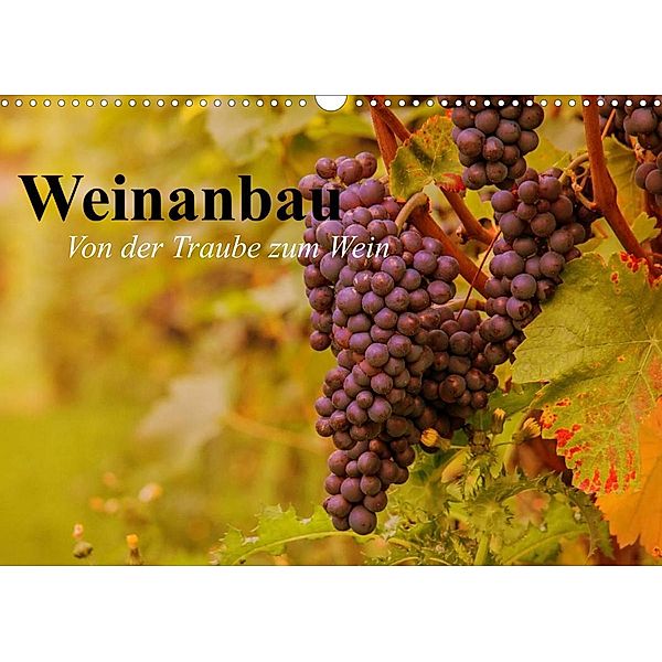 Weinanbau. Von der Traube zum Wein (Wandkalender 2023 DIN A3 quer), Elisabeth Stanzer