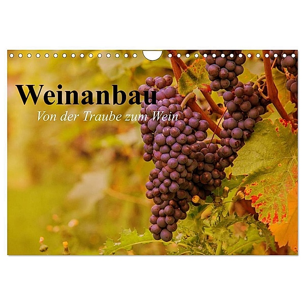 Weinanbau. Von der Traube zum Wein (Wandkalender 2024 DIN A4 quer), CALVENDO Monatskalender, Elisabeth Stanzer