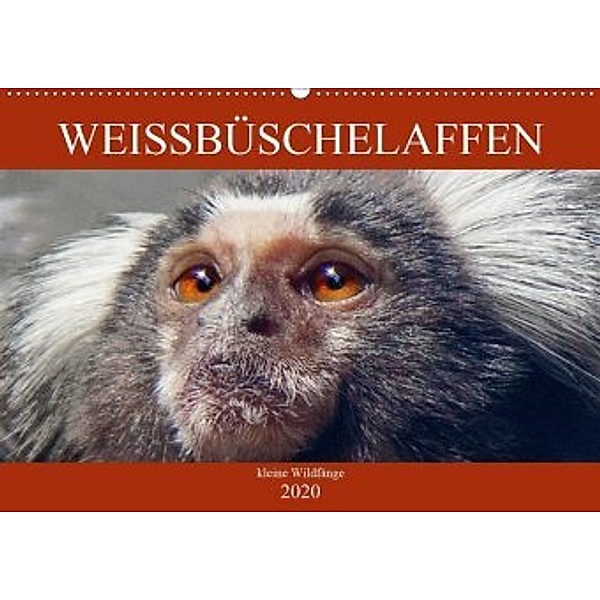 Weissbüschelaffen - kleine Wildfänge (Wandkalender 2020 DIN A2 quer), Liselotte Brunner-Klaus