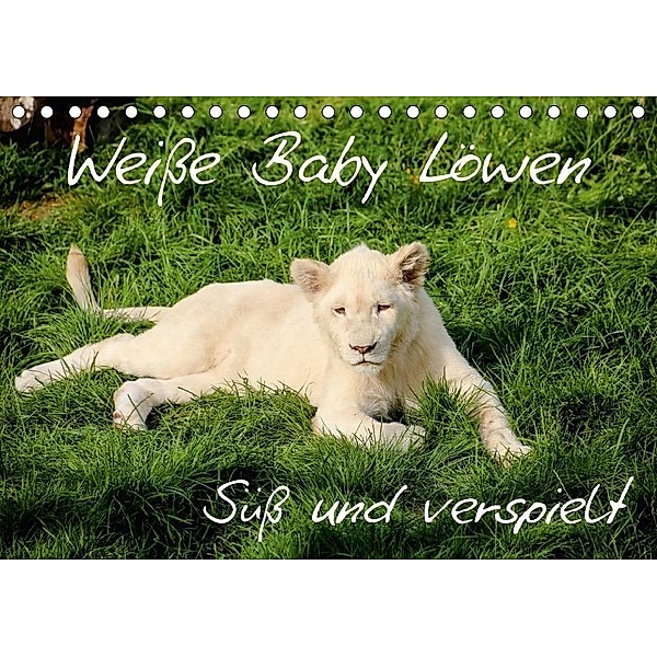 Weiße Baby Löwen - Süß und verspielt (Tischkalender 2017 DIN A5 quer), Christian Colista