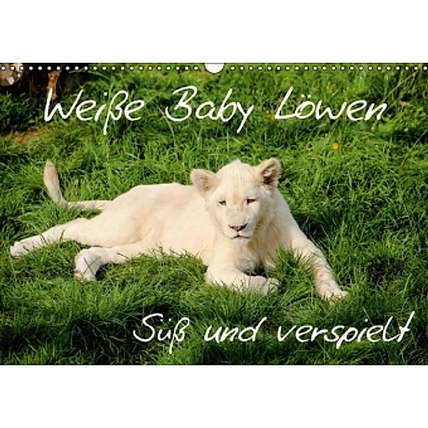 Weiße Baby Löwen - Süß und verspielt (Wandkalender 2016 DIN A3 quer), Christian Colista